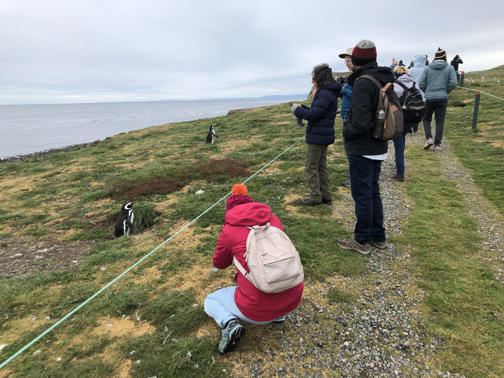 Penguins